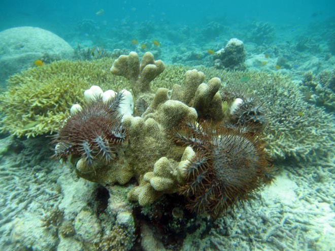 Crown of Thorns Starfish eating a coral colony. © ARC Centre of Excellence Coral Reef Studies http://www.coralcoe.org.au/